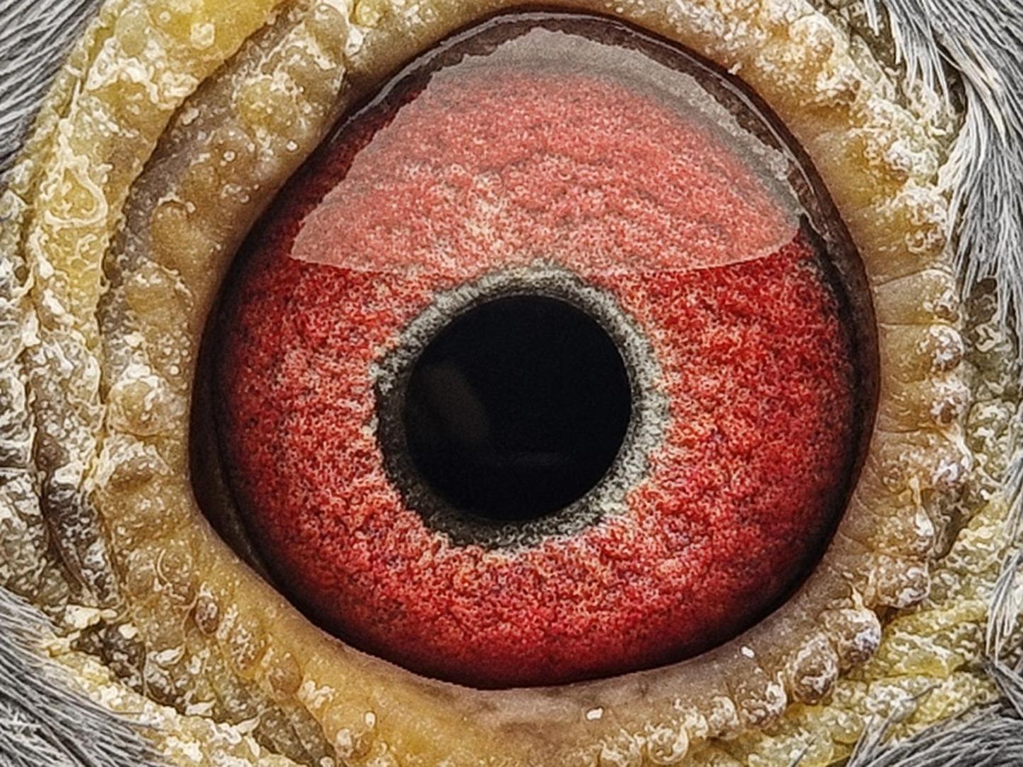 Pigeon eye